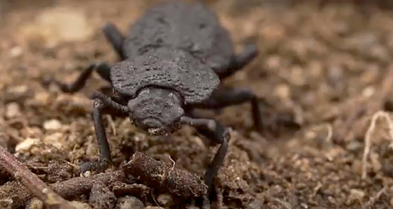 diabolical-ironclad-beetle