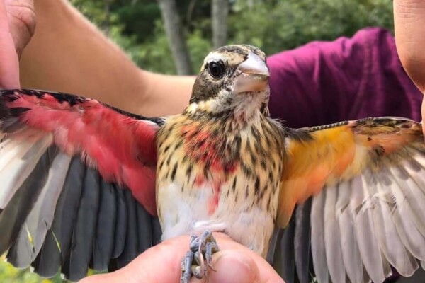 Rare bird 'gynandromorph'