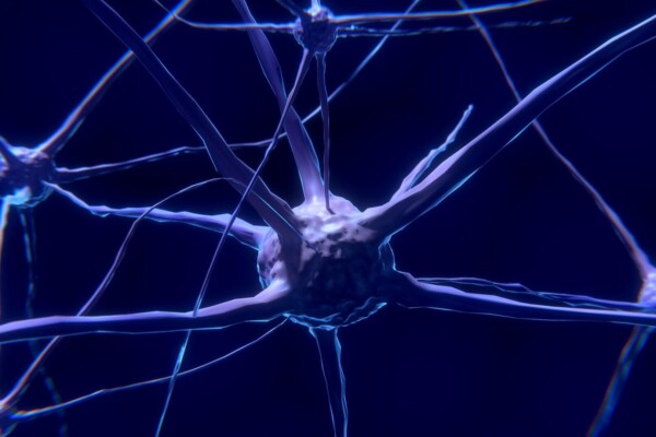 Nerve cell