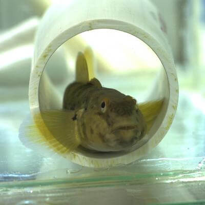 Goby