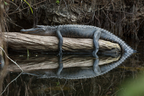 Alligator