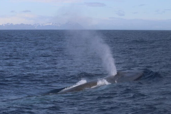 Blue Whale South Georgia