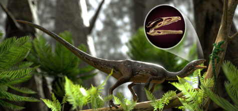 The Buriolestes schultzi dinosaur