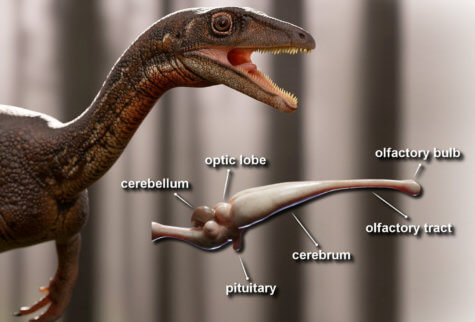 First dinosaur brain unveiled