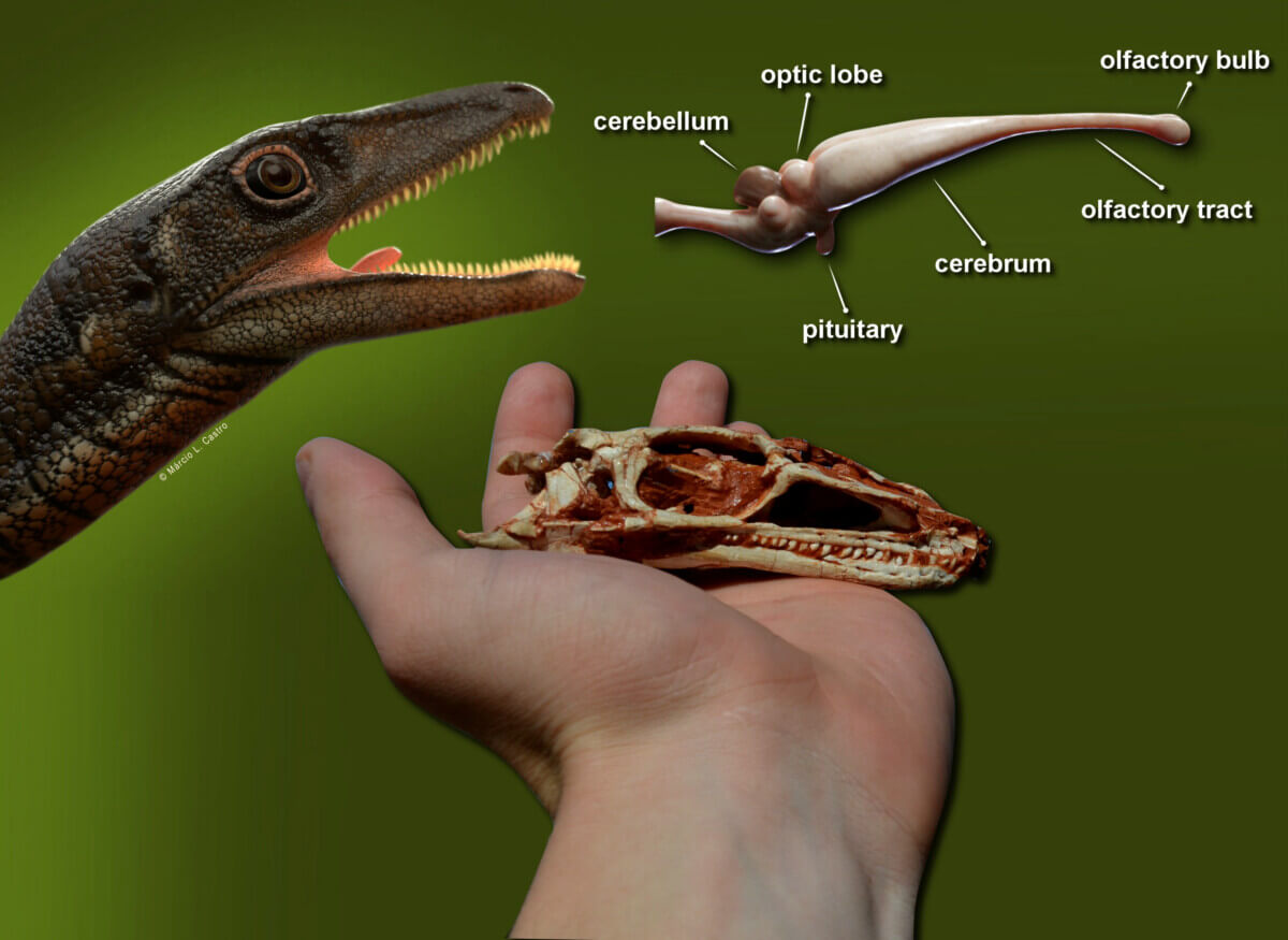 first-dino-brai-587598