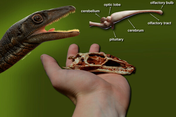 First dinosaur brain
