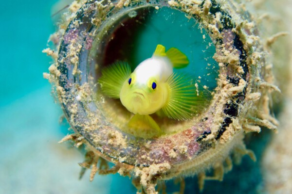 Goby fish in bottle