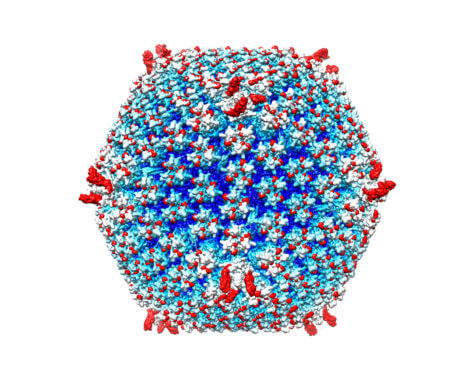 'Stealth bomber' virus