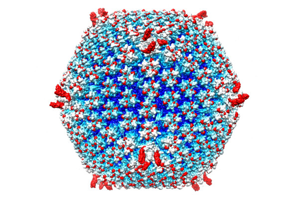 'Stealth bomber' virus