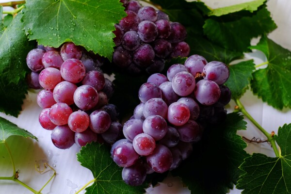 Grapes on a vine