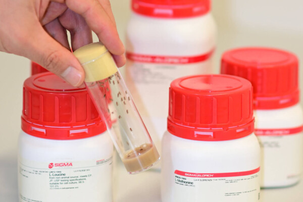 Sestrin protein longer life