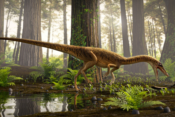 Erythrovenator