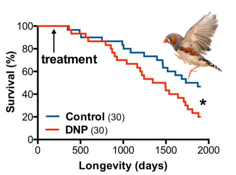 DNP weight loss drug lifespan