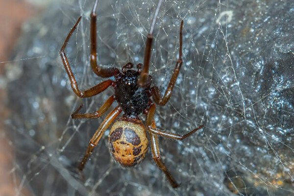 Noble False Widow Spider
