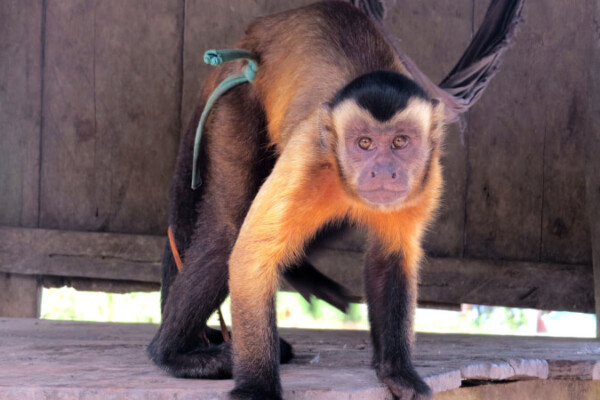 Capuchin monkey