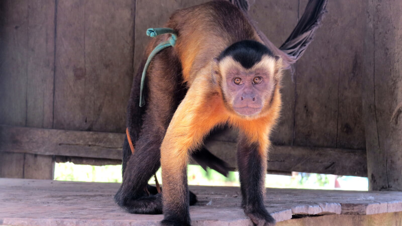 monkey animal trade