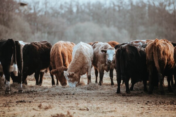 Herd of cows, livestock