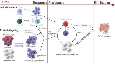 CAR T breast cancer cells diagram