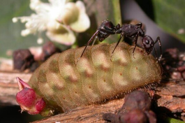 caterpillar ants nature