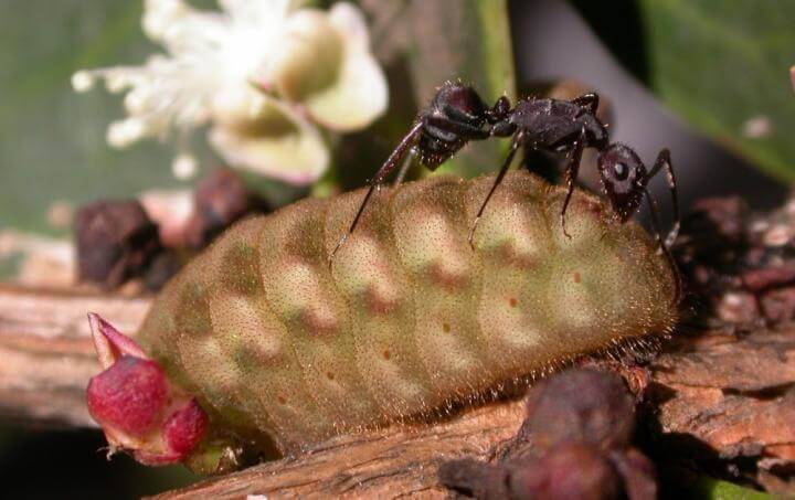 caterpillar ants nature