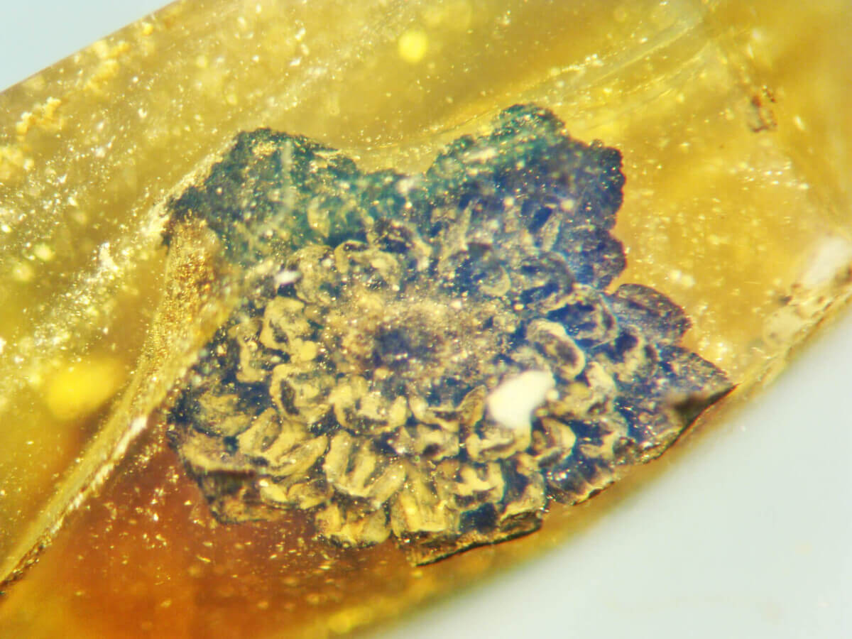 ancient flower in amber
