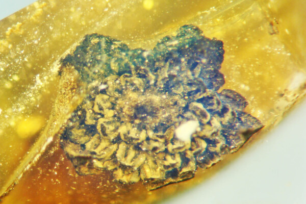 ancient flower in amber