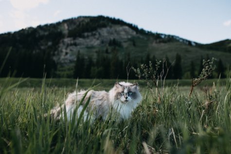 Cat walking outside
