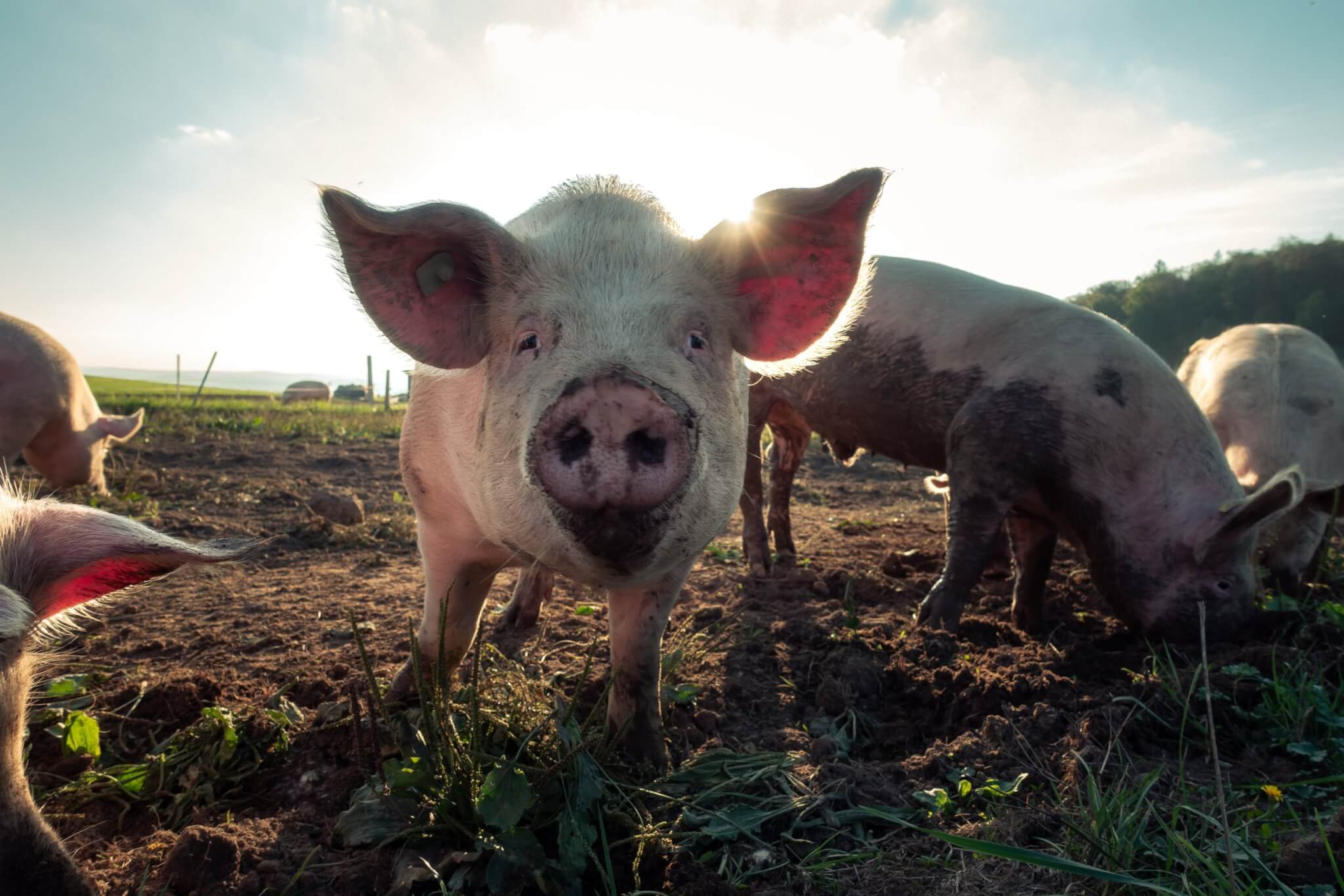 Pig