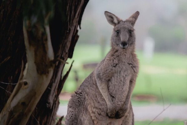 kangaroo