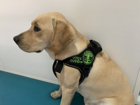 COVID-sniffing dog