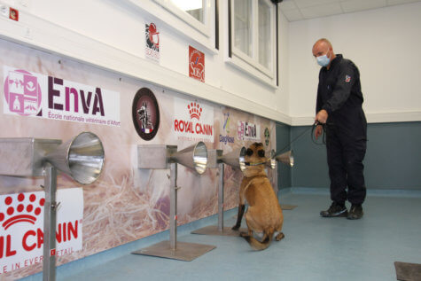 COVID-sniffing dogs