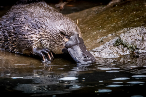 Platypus