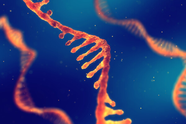 RNA strand
