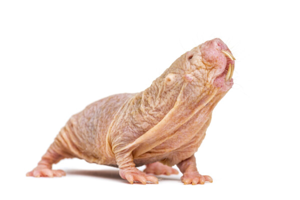 Naked mole-rat