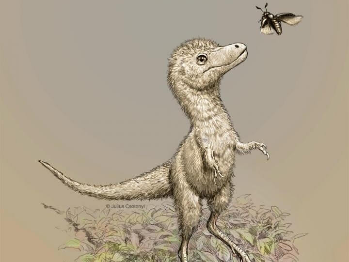 baby dinosaur