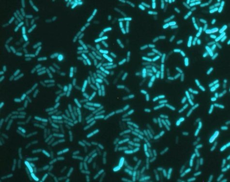 bacteria