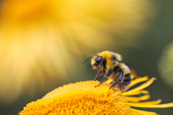 Bee on a flower