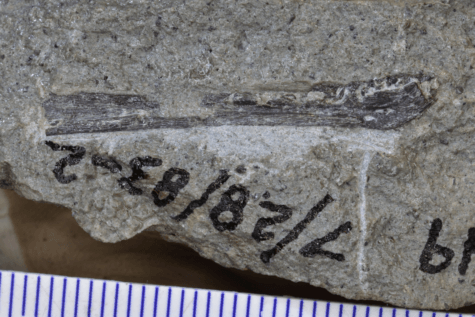 dinosaur fossil