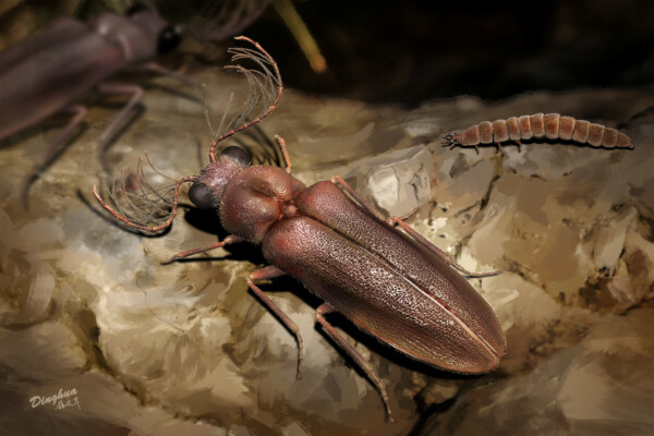 Prehistoric beetle
