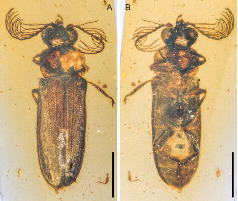Prehistoric beetle preserved in amber