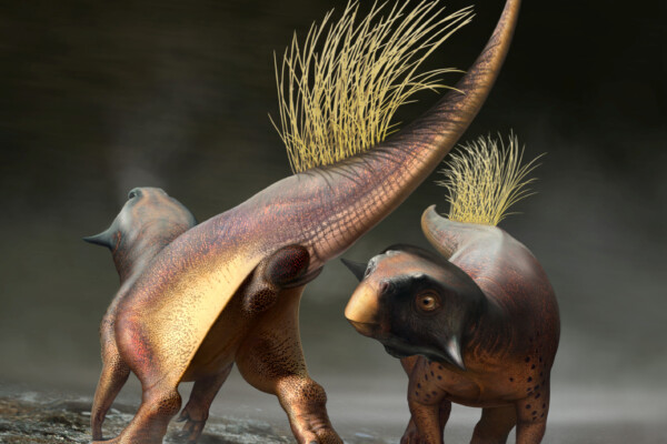 Psittacosaurus