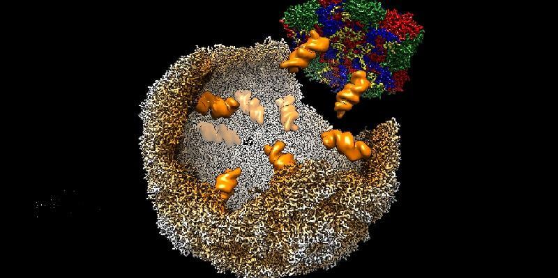 virus model