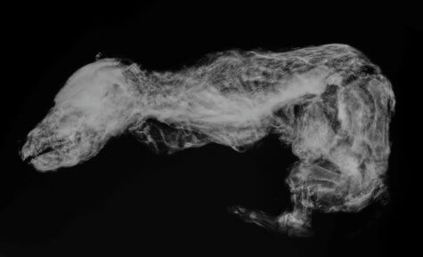 Wolf Mummy Discovered