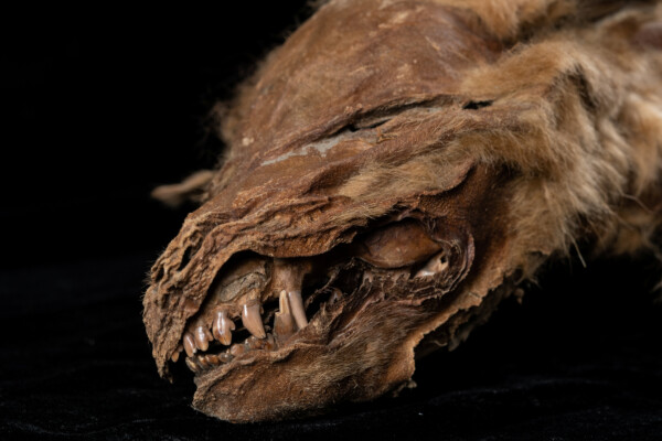 Wolf Mummy Unearthed