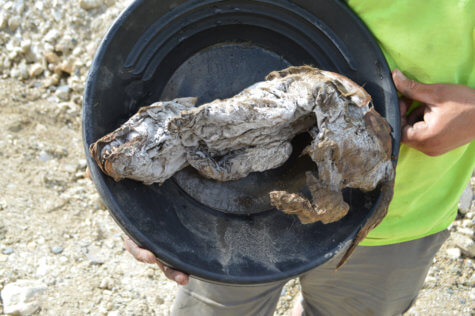 Wolf Mummy Unearthed