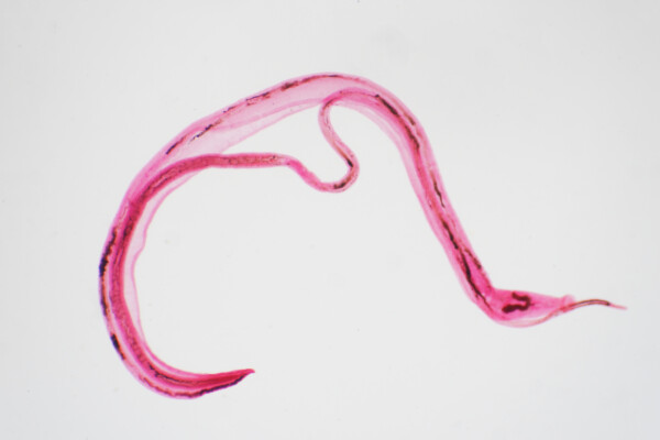 Parasitic worm