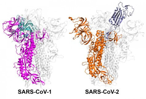 Coronavirus