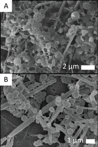 false positive bacteria