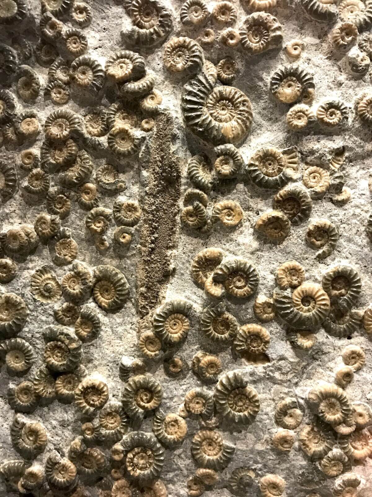 fossils