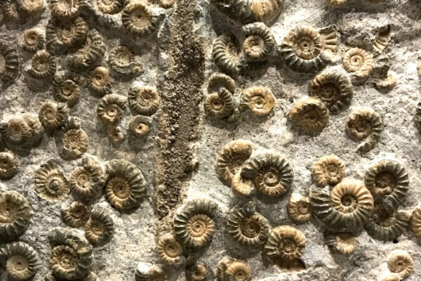 fossils